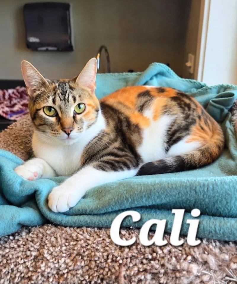 A young large-sized female Domestic Short Hair cat named Cali for adoption in Sidney, OH