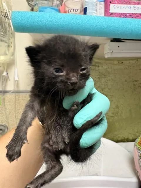 A baby small-sized male Domestic Short Hair cat named Billy for adoption in Riverside, CA