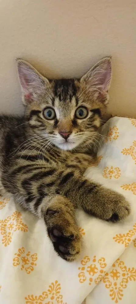 A baby small-sized male Tabby (Brown / Chocolate) Domestic Short Hair cat named Atlas for adoption in Milton, DE