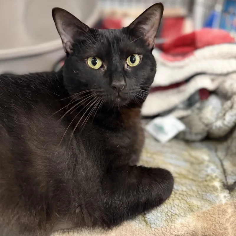 An adult large-sized female Domestic Short Hair cat named Ficus for adoption in Myerstown, PA