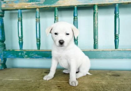 A baby small-sized female Fox Terrier dog named Surfboard for adoption in San Antonio, TX