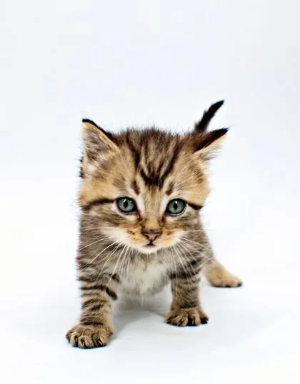 A baby small-sized male Domestic Short Hair cat named Folklore for adoption in Morton Grove, IL