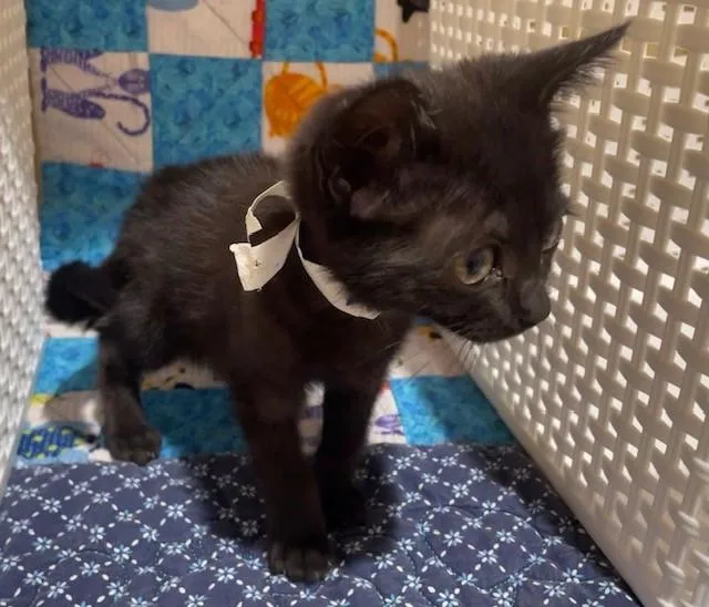 A young small-sized female Domestic Short Hair cat named Baby for adoption in Riverside, CA