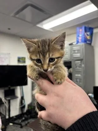 A baby small-sized female Domestic Short Hair cat named Tori for adoption in West Chester, PA