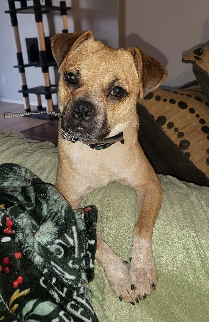 Freeway " Pug Mix thumbnail 2