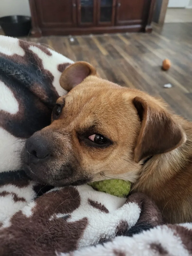 Freeway " Pug Mix thumbnail 3