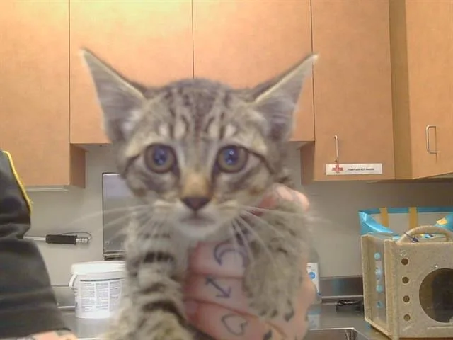 A baby small-sized female Domestic Short Hair cat named Kimi for adoption in Sacramento, CA