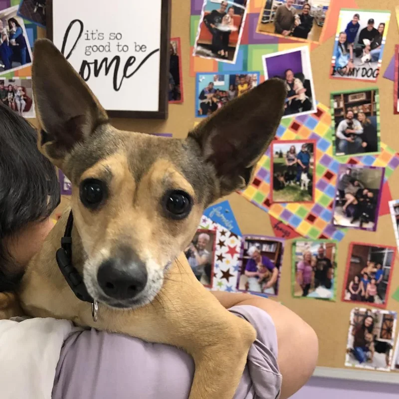 A senior small-sized female Yellow / Tan / Blond / Fawn Rat Terrier dog named Mischa Poppy for adoption in Fresno, CA