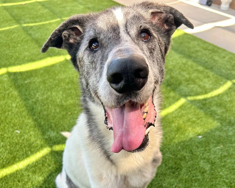 A senior large-sized male Merle (Blue) Mixed Breed dog named Lovely for adoption in Raleigh, NC
