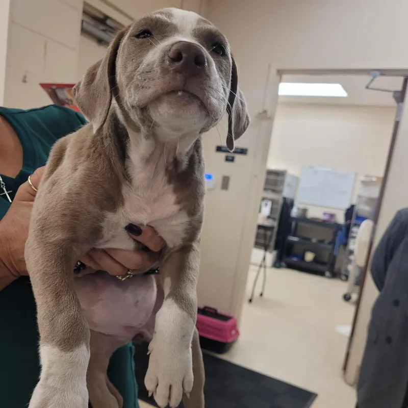 A baby small-sized female Yellow / Tan / Blond / Fawn Mixed Breed dog named Mila for adoption in Lake Panasoffkee, FL