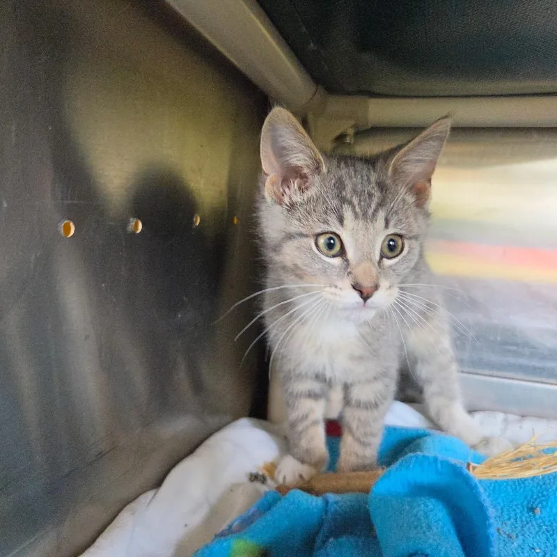 A baby small-sized male Gray / Blue / Silver Domestic Short Hair cat named Mantis for adoption in Rock Falls, IL