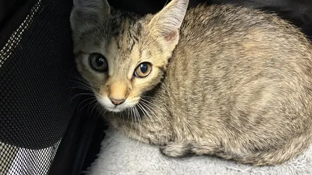 A baby medium-sized female Domestic Short Hair cat named Cashew for adoption in Houston, TX