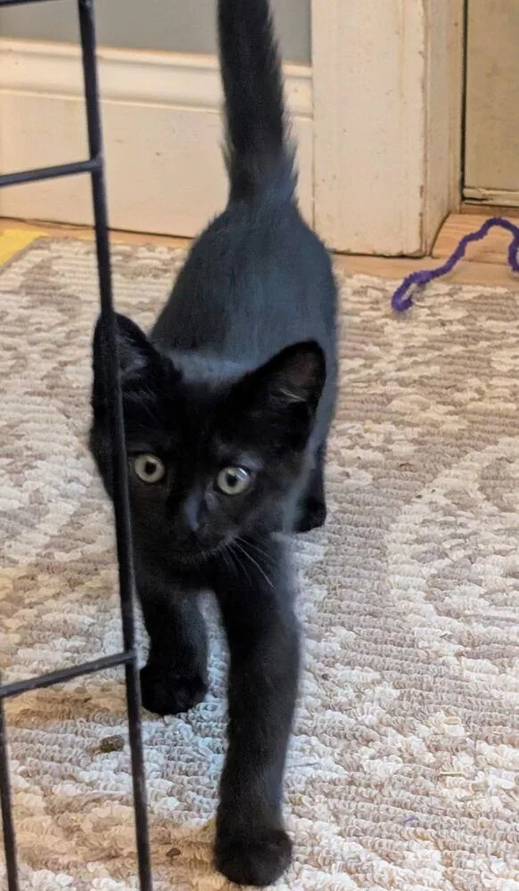 A baby small-sized male Black Domestic Short Hair cat named Cilantro for adoption in Dayton, OH