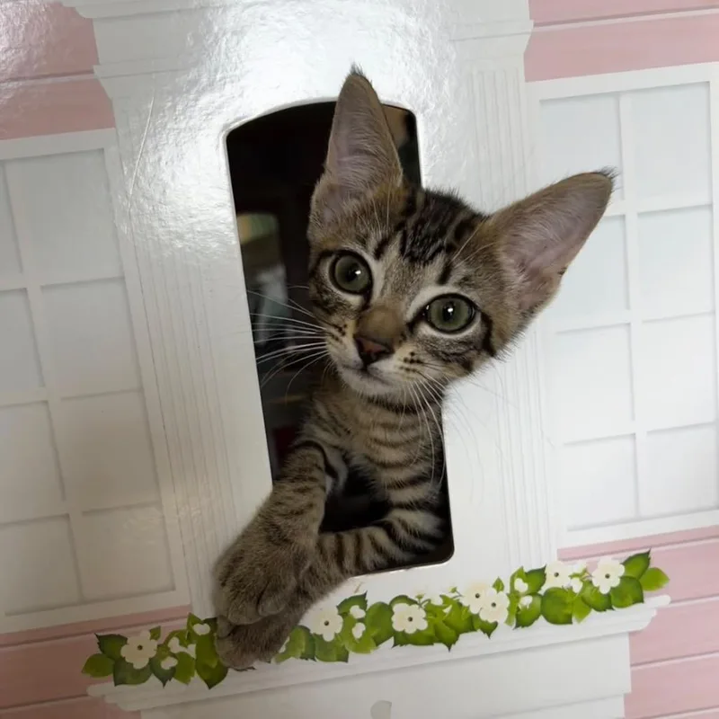 A baby small-sized male Brown / Chocolate Domestic Short Hair cat named Jockey for adoption in Lauderhill, FL