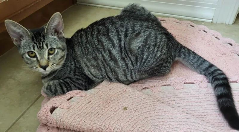 A baby small-sized female Domestic Short Hair cat named Moja Nambari for adoption in Chandler, AZ