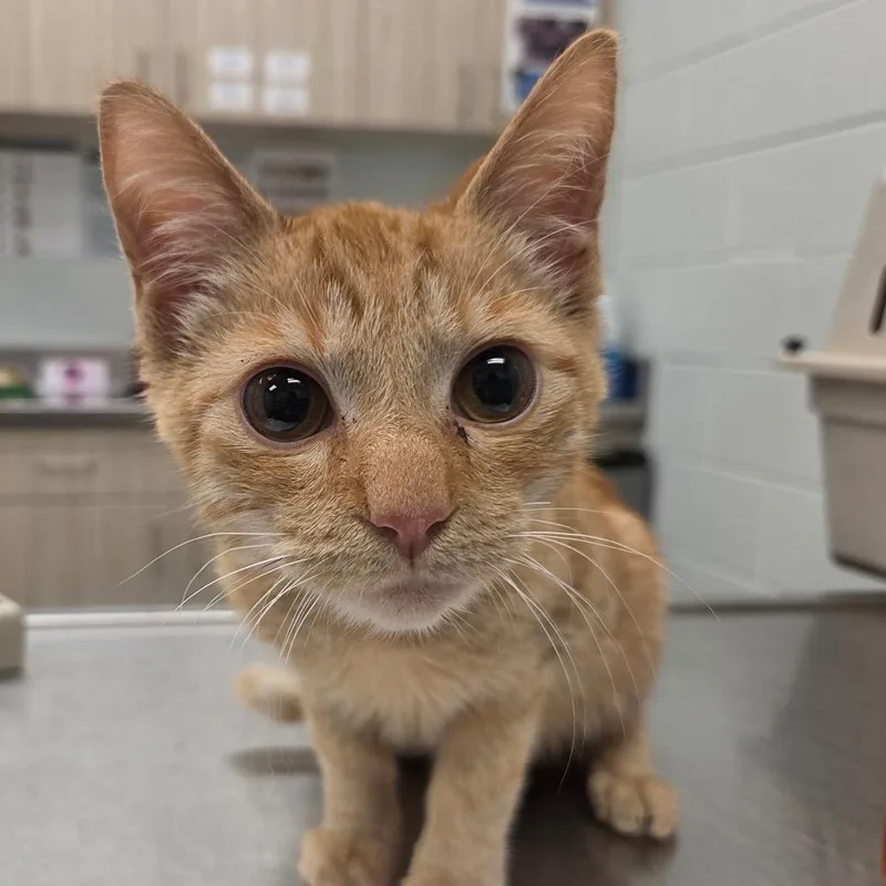 A baby small-sized male Orange / Red Domestic Short Hair cat named Flambeau for adoption in Chattanooga, TN