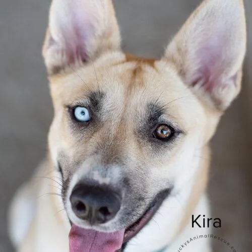 A young medium-sized female Yellow / Tan / Blond / Fawn Siberian Husky dog named Kira for adoption in Bakersfield, CA