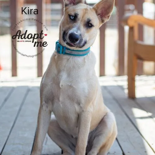Kira thumbnail 4