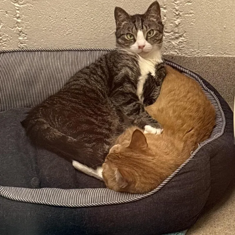 An adult medium-sized male Gray / Blue / Silver Domestic Short Hair cat named Lucky for adoption in South Burlington, VT