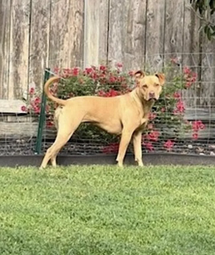 An adult medium-sized female Golden Pit Bull Terrier dog named Gracie for adoption in Amherst, MA