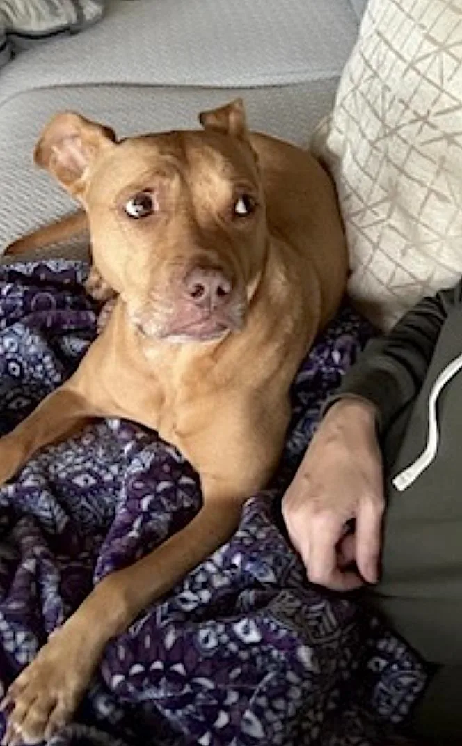 Gracie thumbnail 2