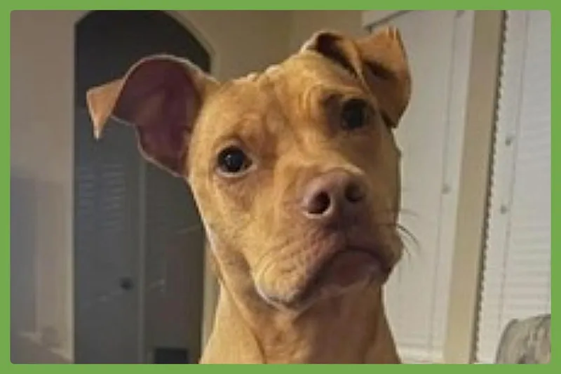 Gracie thumbnail 5