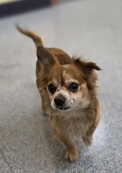 A senior small-sized male Chihuahua dog named Rogelio for adoption in Westland, MI