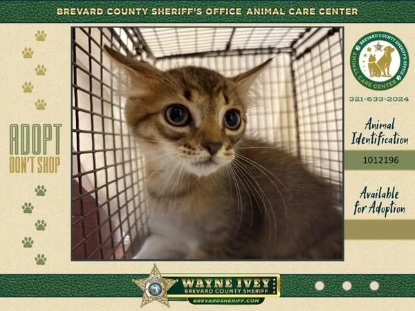 A baby small-sized male Domestic Medium Hair cat named Tarrant for adoption in Melbourne, FL