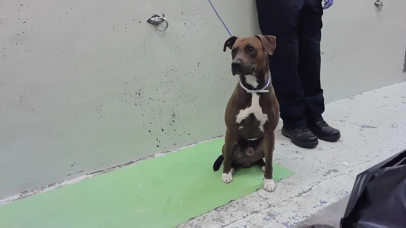 A young large-sized male Staffordshire Bull Terrier dog named Chicken Nugget for adoption in Houston, TX