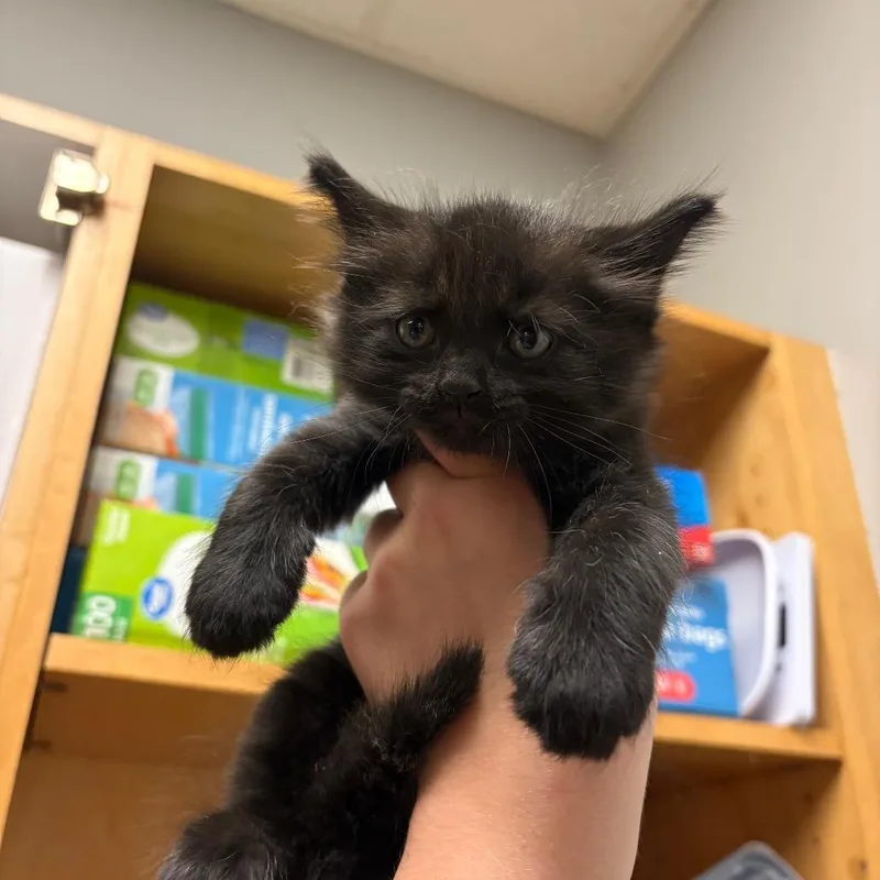 A baby small-sized female Domestic Medium Hair cat named Spooky for adoption in Chattanooga, TN