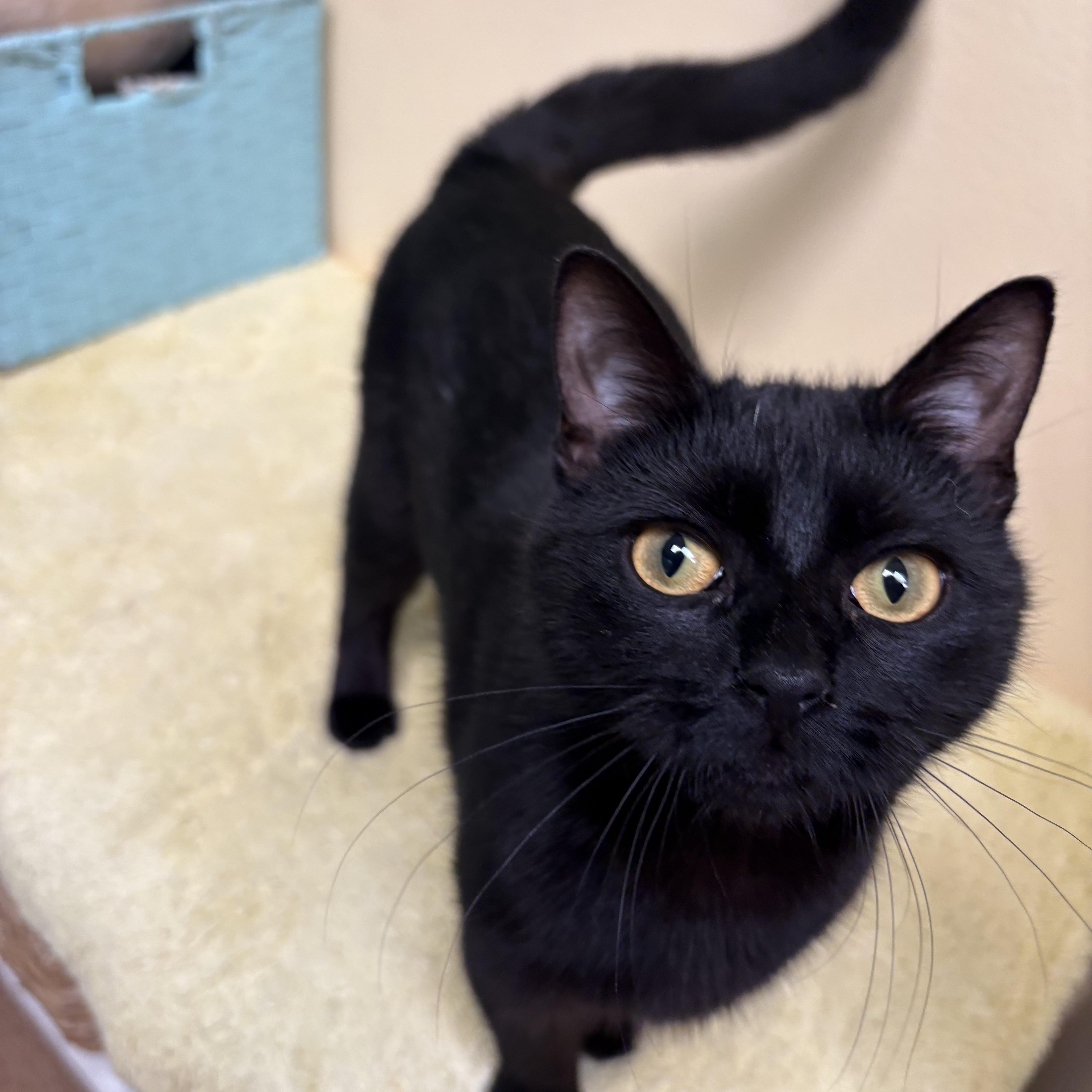 A baby small-sized female Black Domestic Short Hair cat named Loki for adoption in Norwalk, CT