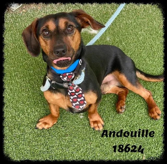 Andouille