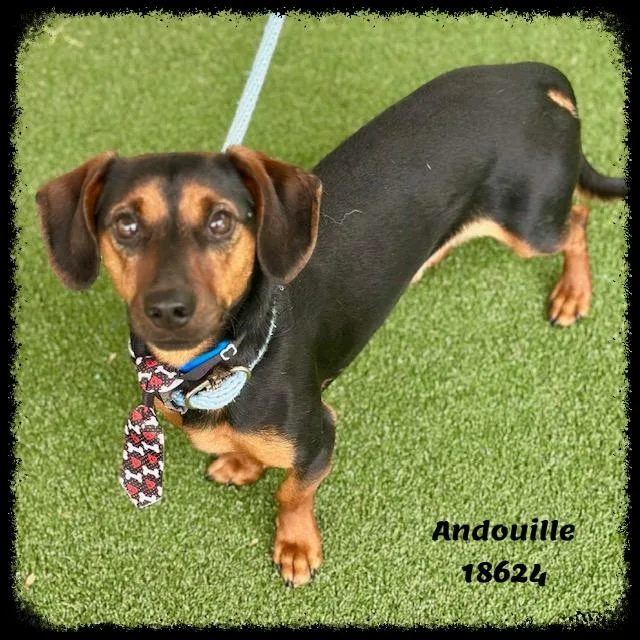 Andouille thumbnail 3