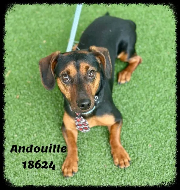 Andouille thumbnail 4
