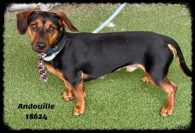 Andouille thumbnail 5