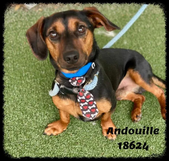 Andouille thumbnail 6