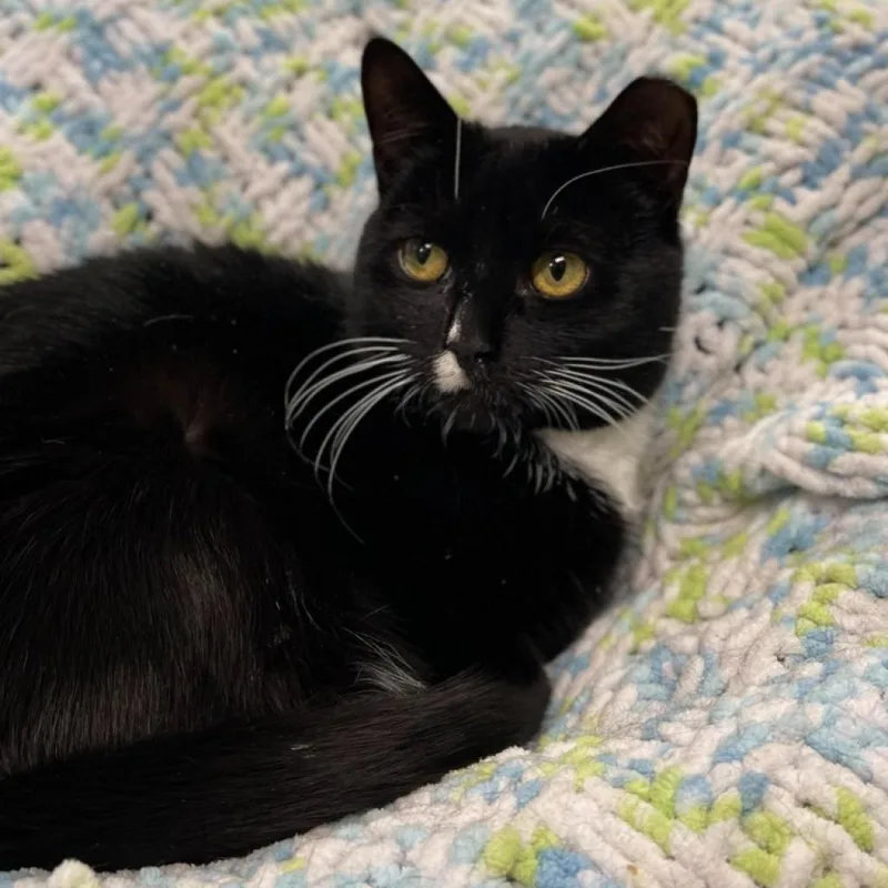 An adult medium-sized female Black Domestic Short Hair cat named Onyx for adoption in Walden, NY