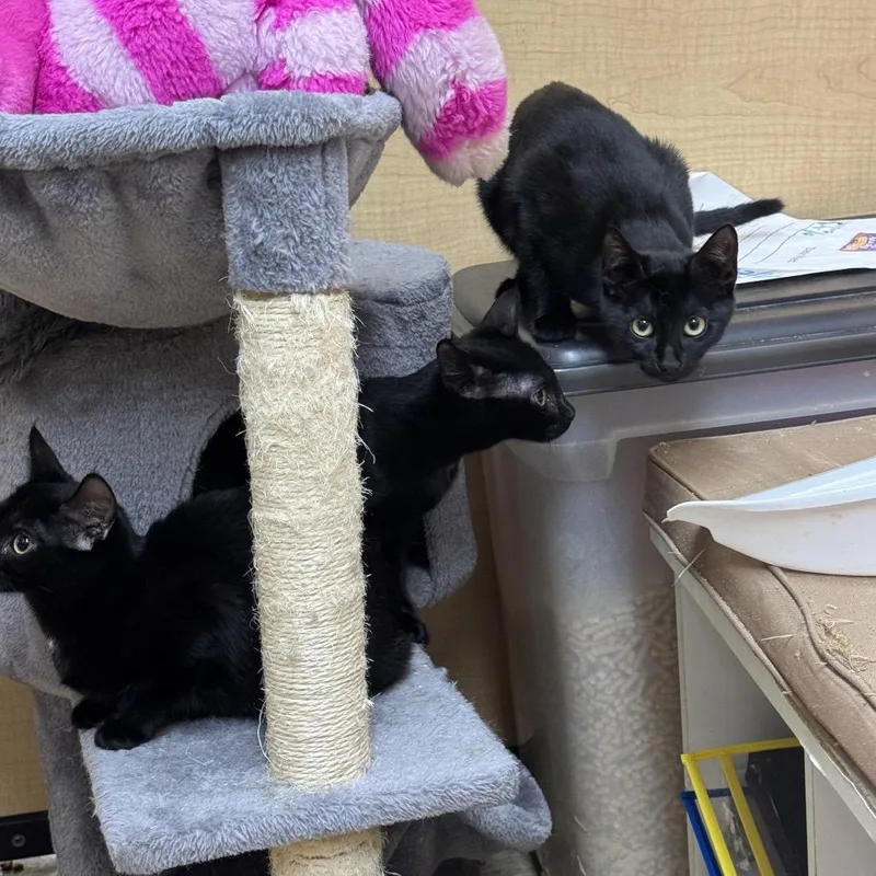 A baby small-sized female Black Domestic Short Hair cat named Pickles for adoption in Oceanside, NY