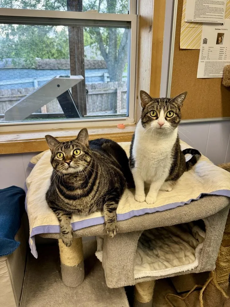 An adult large-sized male Black & White / Tuxedo Domestic Short Hair cat named Zeke for adoption in Papillion, NE
