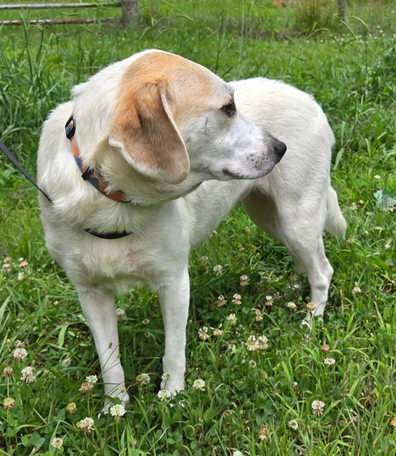 An adult medium-sized female Labrador Retriever dog named Bessie for adoption in Franklin, TN
