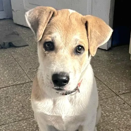 Tugger "the Super Snuggler" thumbnail 2