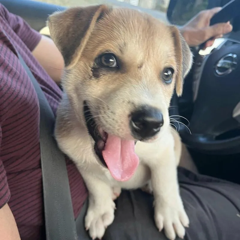 Tugger "the Super Snuggler" thumbnail 4