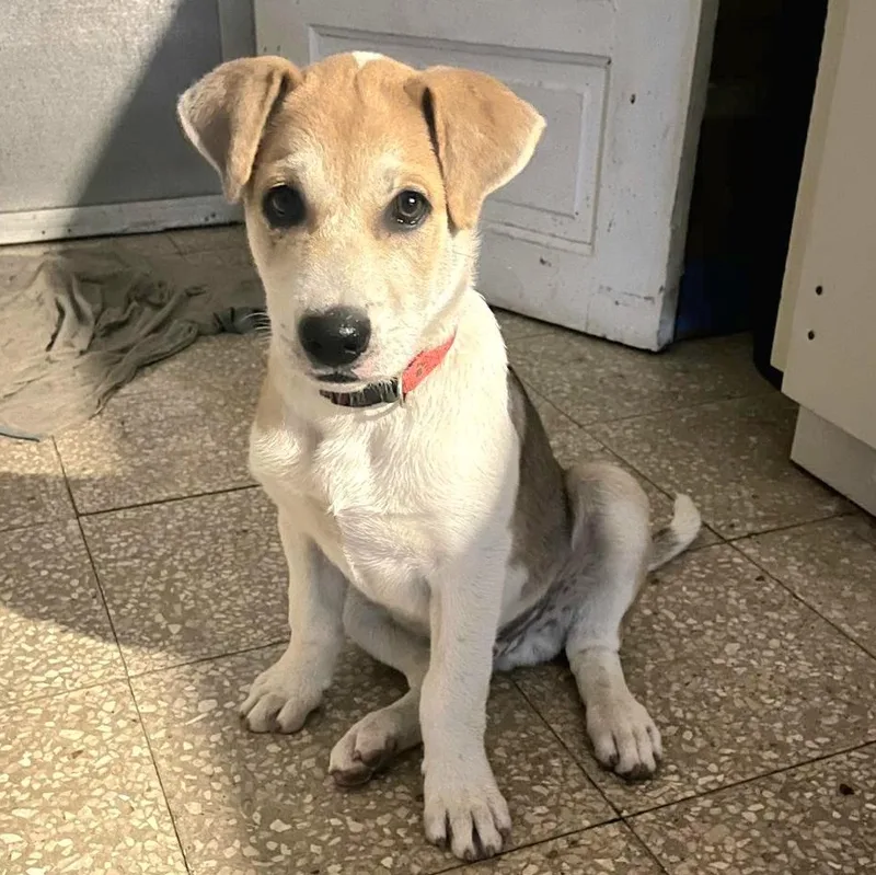 Tugger "the Super Snuggler"