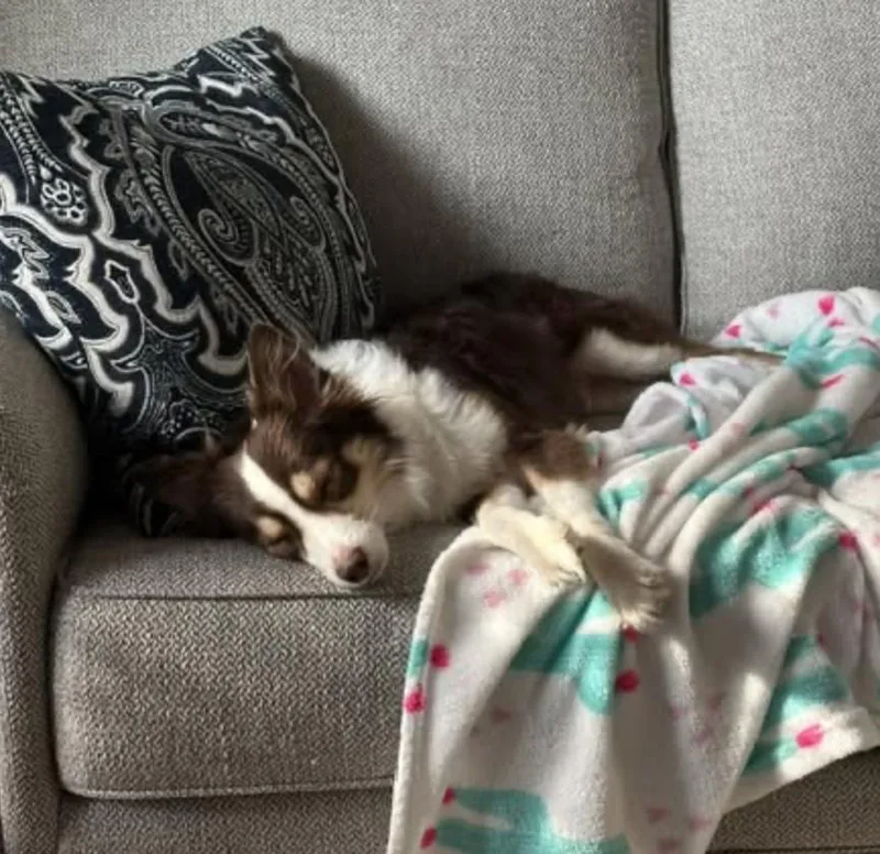 An adult medium-sized male Australian Shepherd dog named Jimothy for adoption in Arlington, TX