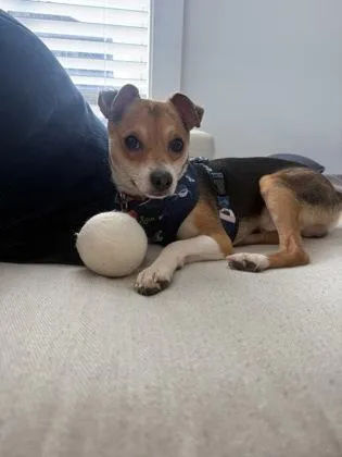 Petey