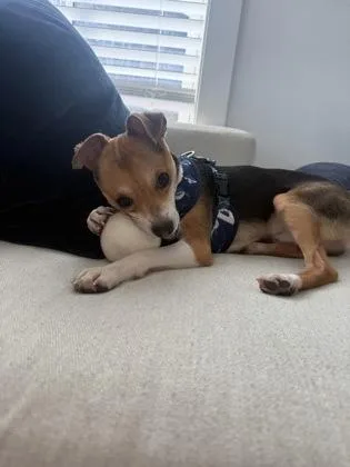 Petey thumbnail 2