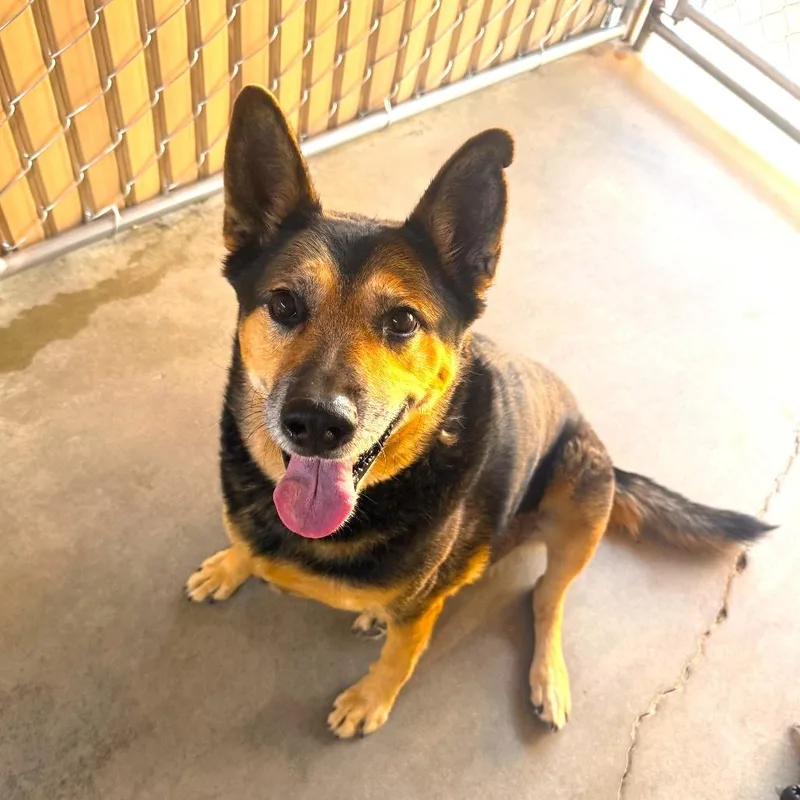 A senior large-sized male German Shepherd Dog dog named Zero for adoption in Joshua Tree, CA