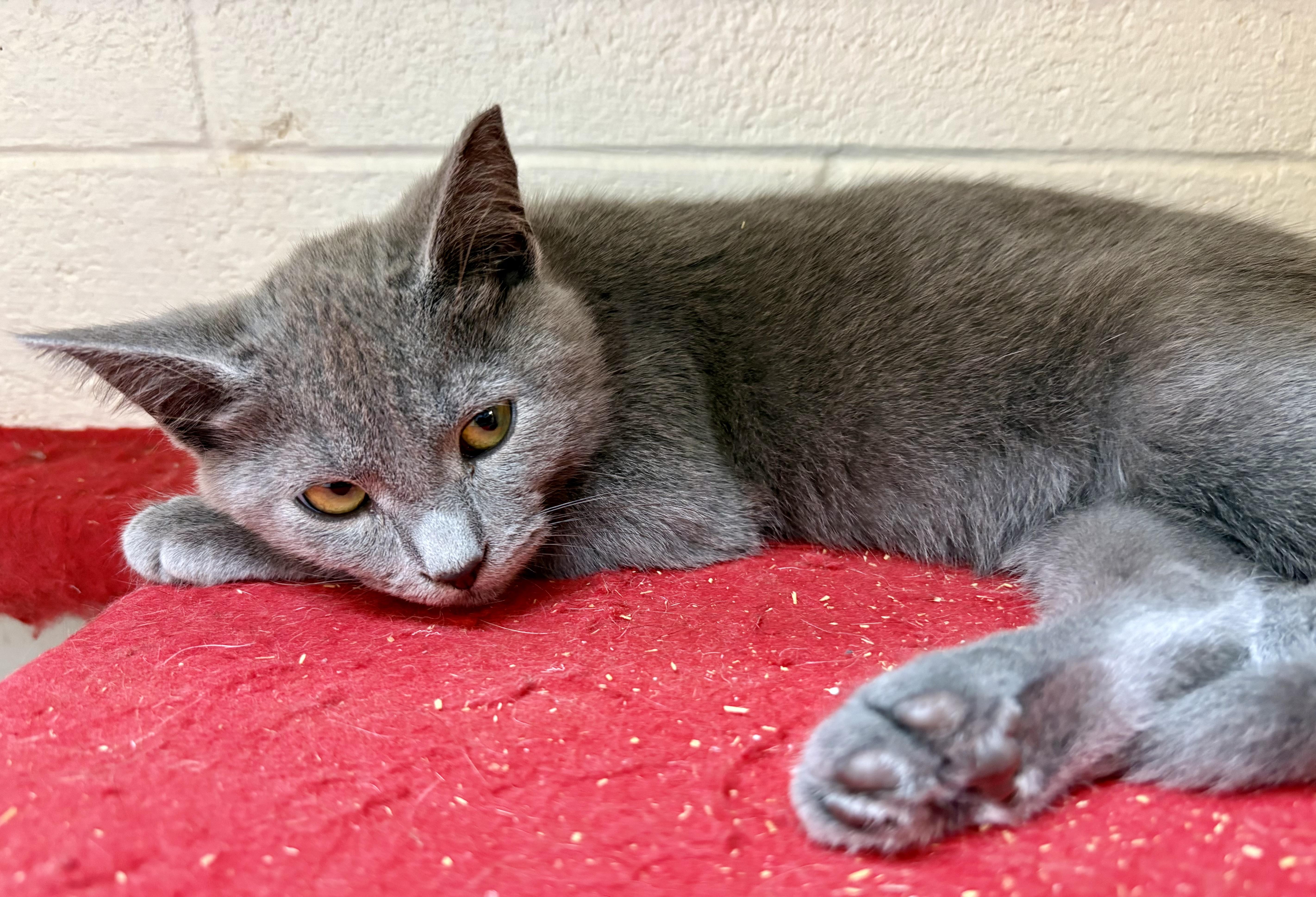 A baby medium-sized male Gray / Blue / Silver Domestic Short Hair cat named Milo for adoption in Columbus, OH