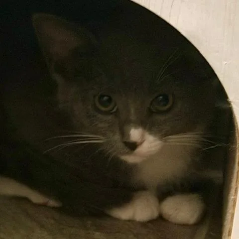 A baby small-sized male Domestic Short Hair cat named Roy Kent for adoption in Fairfax, VA