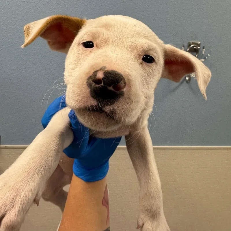 A baby small-sized female Mixed Breed dog named Naomi for adoption in Las Cruces, NM
